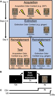 An Evolutionarily Threat-Relevant Odor Strengthens Human Fear Memory